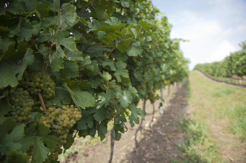 Weingut Martinshof 호텔 Sankt Ulrich  외부 사진